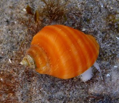 Nucella emarginata