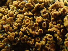 Polycauliona bolacina