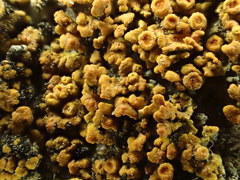 Polycauliona bolacina