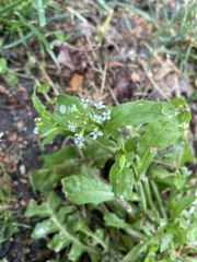 Calepina irregularis