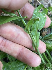 Calepina irregularis