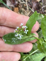 Calepina irregularis