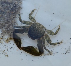 Petrolisthes cabrilloi