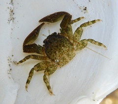 Petrolisthes cabrilloi