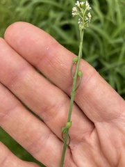 Calepina irregularis