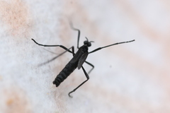 Penthetria funebris