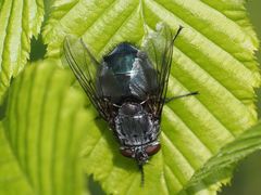 Calliphora uralensis
