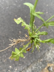 Calepina irregularis