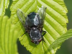 Calliphora uralensis