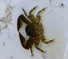 Petrolisthes cabrilloi