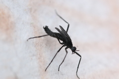 Penthetria funebris