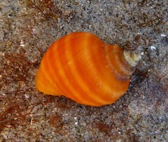 Nucella emarginata