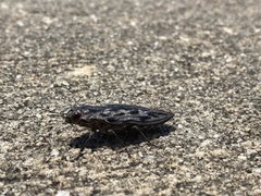 Chalcophora virginiensis image