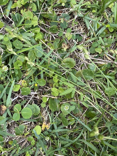 Carex longii image