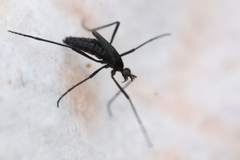 Penthetria funebris