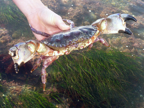 Pacific Rock Crab, photo 4 of 8