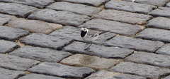 Motacilla alba