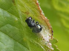 Perilampus ruficornis