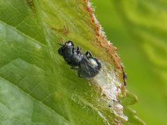 Perilampus ruficornis