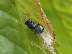 Perilampus ruficornis