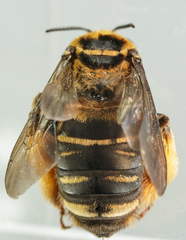 Svastra obliqua obliqua