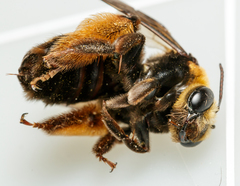 Svastra obliqua obliqua