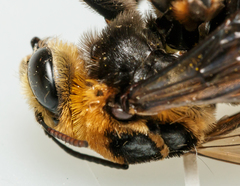 Svastra obliqua obliqua