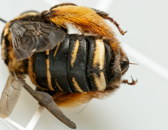 Svastra obliqua obliqua