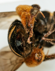 Svastra obliqua obliqua