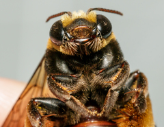 Svastra obliqua obliqua