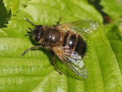Tachina lurida