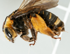 Svastra obliqua obliqua