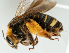 Svastra obliqua obliqua