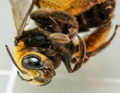 Svastra obliqua obliqua