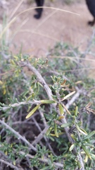 Brachyclados lycioides