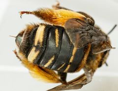 Svastra obliqua obliqua