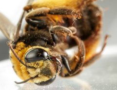 Svastra obliqua obliqua