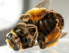 Svastra obliqua obliqua