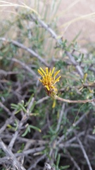 Brachyclados lycioides