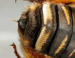 Svastra obliqua obliqua