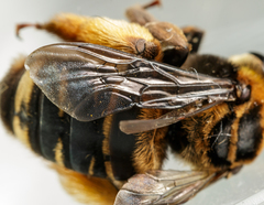 Svastra obliqua obliqua