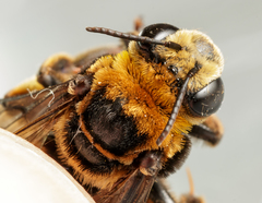 Svastra obliqua obliqua