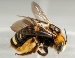 Svastra obliqua obliqua