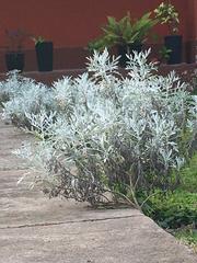 Senecio viravira
