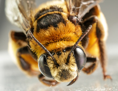 Svastra obliqua obliqua