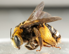 Svastra obliqua obliqua