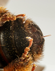 Svastra obliqua obliqua