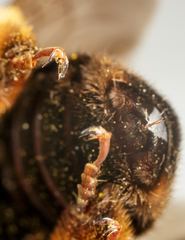 Svastra obliqua obliqua