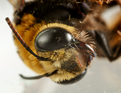 Svastra obliqua obliqua