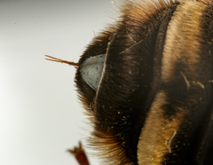 Svastra obliqua obliqua